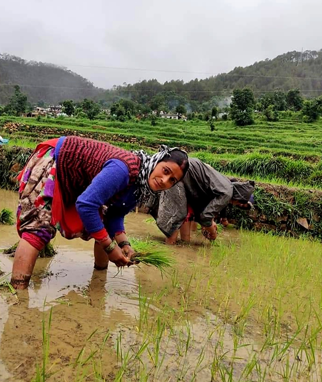 Women farming in rice fields in rural Uttarakhand