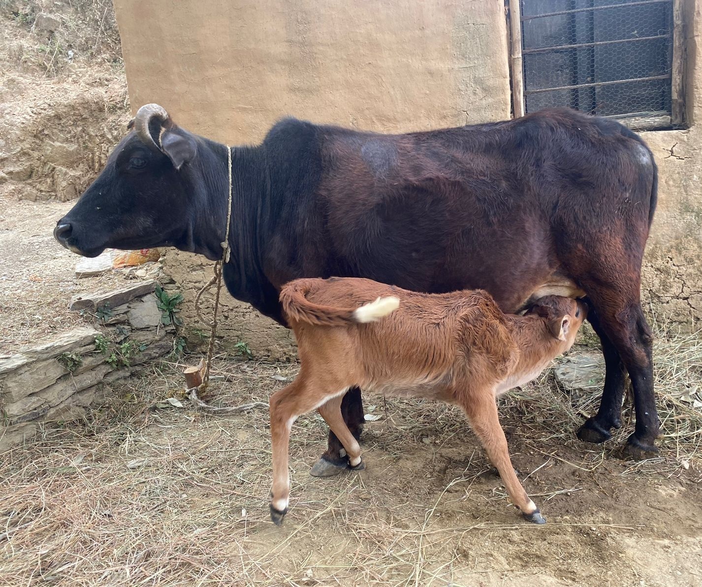 Badri cow and calf in rural village