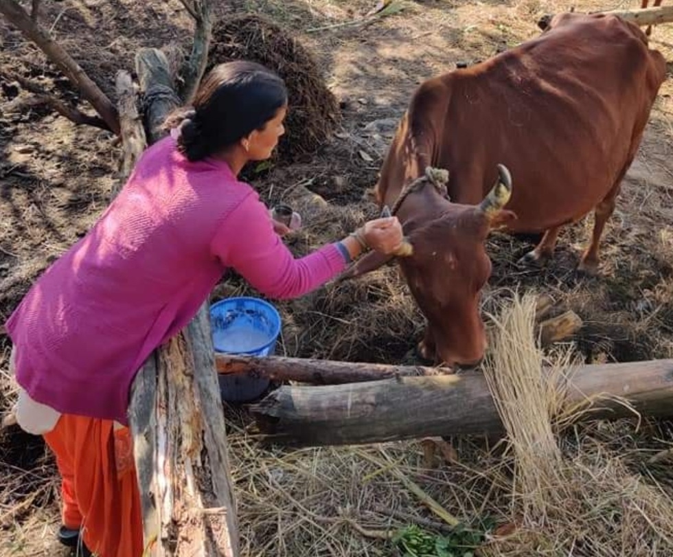 Gau Seva at Om Yugam Foundation