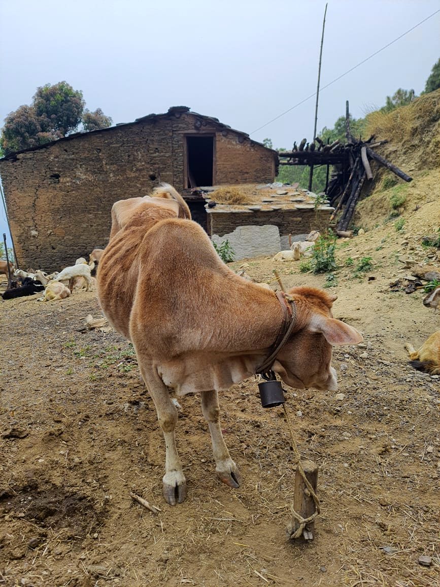 Indigenous cow under care and protection through Om Yugam Foundation gaushala initiative