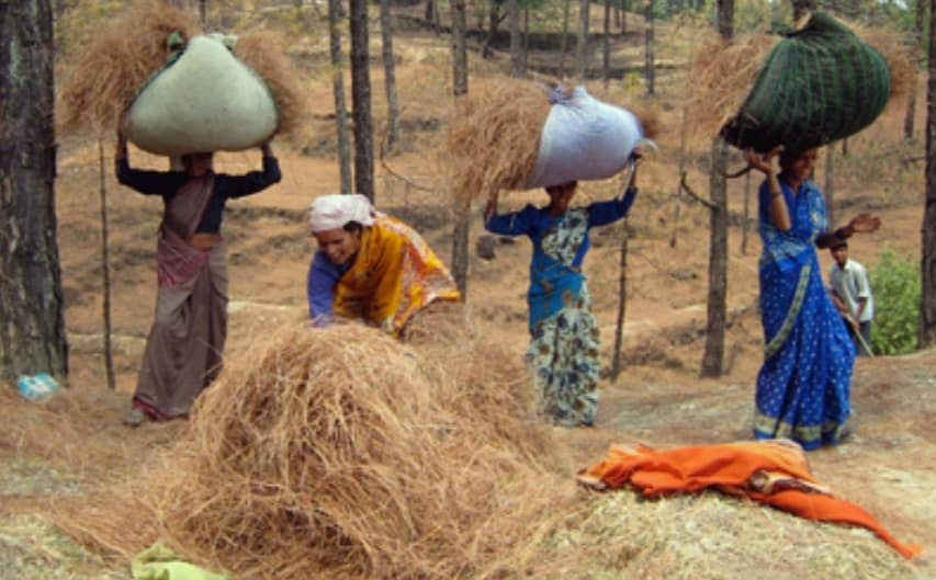 Rural women carrying Pirul bundles through forest trails in Uttarakhand