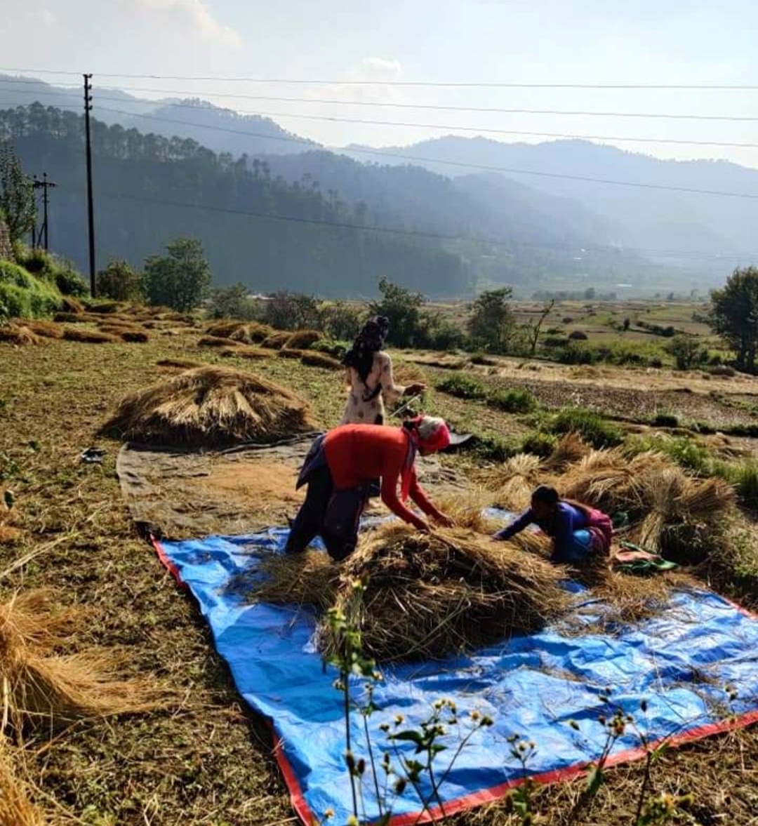 Villagers harvesting and collecting Pirul in agricultural fields of Bamoli, Uttarakhand