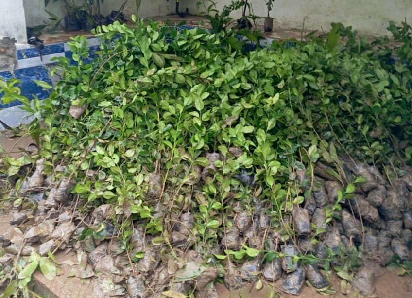 Community saplings prepared for plantation drive in Bamoli village Uttarakhand