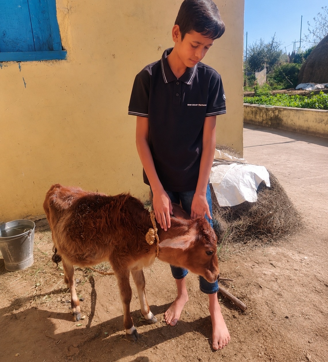 Young volunteer caring for calf at Om Yugam Gau Seva initiative