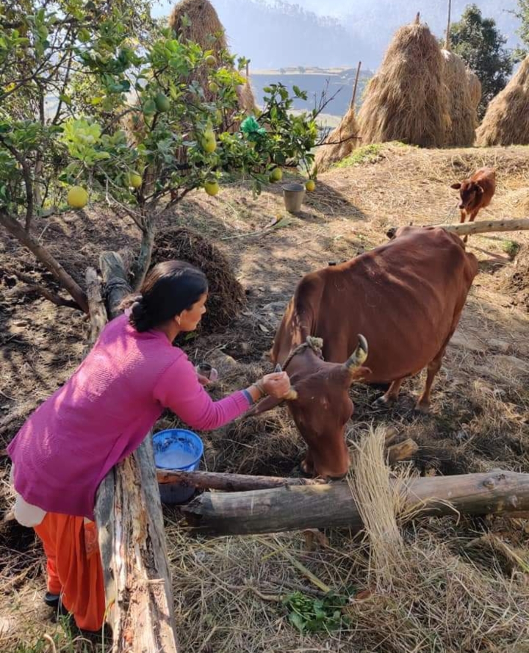 Woman feeding indigenous cow in rural Himalayan village