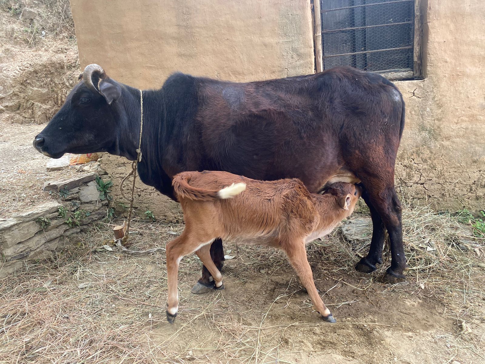 Indian cow feeding calf naturally at Om Yugam Foundation